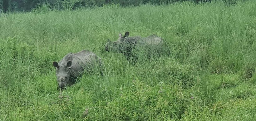 Kathmandu: 3-Day Chitwan Safari Tour with Hotel Transfers - The elephant question and responsible wildlife viewing