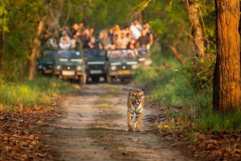 Kathmandu/Pokhara: 3 Day Chitwan Jungle Safari Tour - Day 1: Sauraha, Tharu culture, and sunset