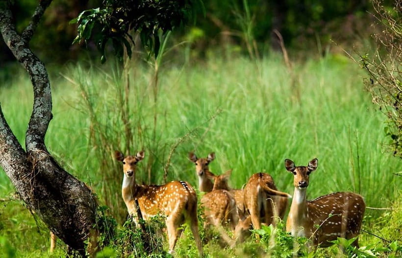 Kathmandu/Pokhara: 3 Day Chitwan Jungle Safari Tour - The long road from Kathmandu or Pokhara