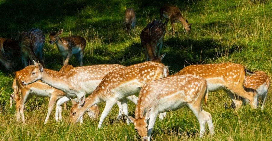 Kathmandu/Pokhara: Wildlife, Culture and Jungle Safari Tour - Key points before you book
