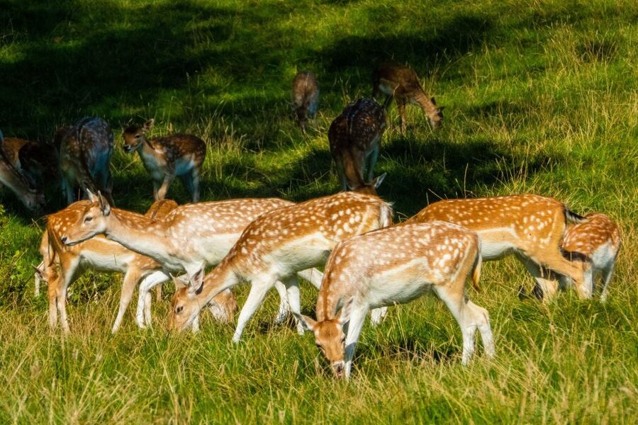 Kathmandu/Pokhara: Wildlife, Culture and Jungle Safari Tour - Why this Chitwan trip works as a short Nepal escape