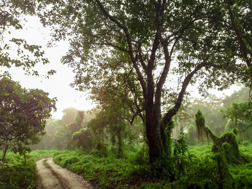 Kathmandu/Pokhara: Wildlife, Culture and Jungle Safari Tour - Evening in Sauraha: Tharu food and dance
