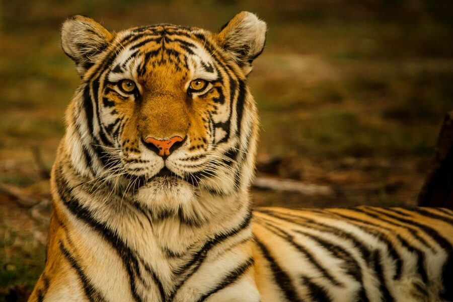 Kathmandu/Pokhara: Wildlife, Culture and Jungle Safari Tour - Tharu village visit and local life