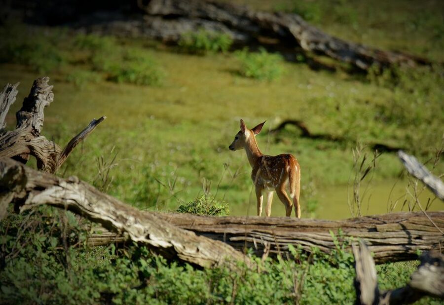 Kathmandu/Pokhara: Wildlife, Culture and Jungle Safari Tour - Who will enjoy this tour most