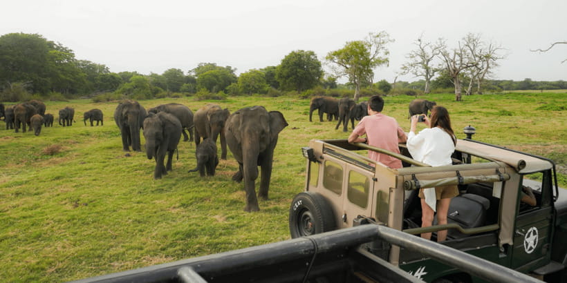 Kaudulla National Park Half Day Sri Lanka Jeep Safari - Key points to know before booking