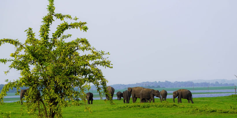 Kaudulla National Park Half Day Sri Lanka Jeep Safari - Why Kaudulla works well for a first Sri Lankan safari