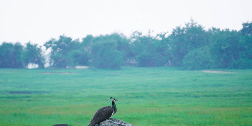 Kaudulla National Park Half Day Sri Lanka Jeep Safari - The elephant gathering at sunset
