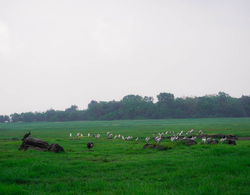 Kaudulla National Park Half Day Sri Lanka Jeep Safari - The ride can be bumpy, muddy, and wet