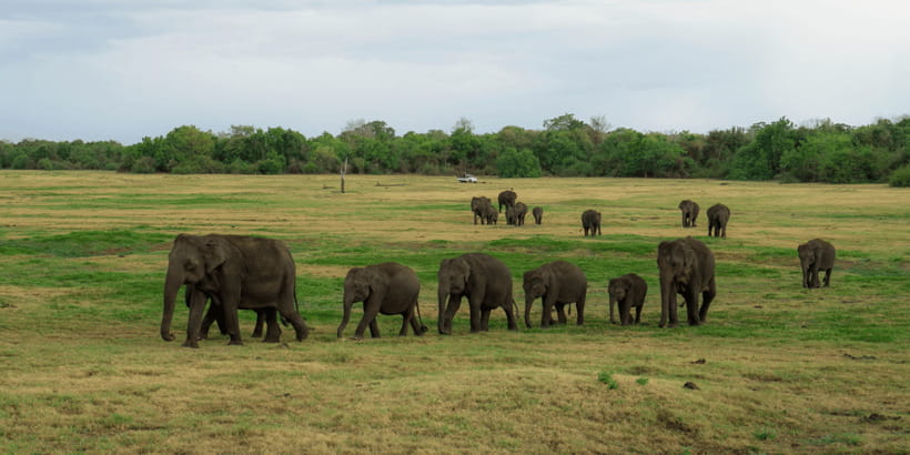 Kaudulla National Park Half Day Sri Lanka Jeep Safari - What happens when Kaudulla is flooded or quiet