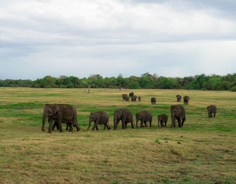 Kaudulla National Park Half Day Sri Lanka Jeep Safari - Is $39 good value?