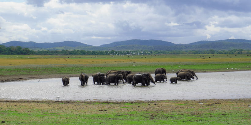 Kaudulla National Park Half Day Sri Lanka Jeep Safari - Who will enjoy this safari most?
