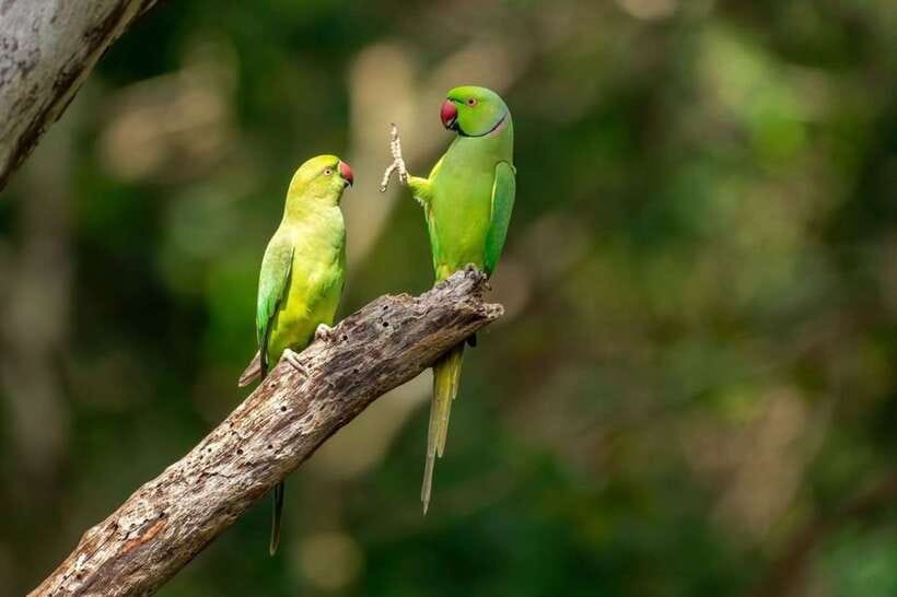 Kaudulla National Park Private Elephant & Wildlife Safari - Key points to know before you go
