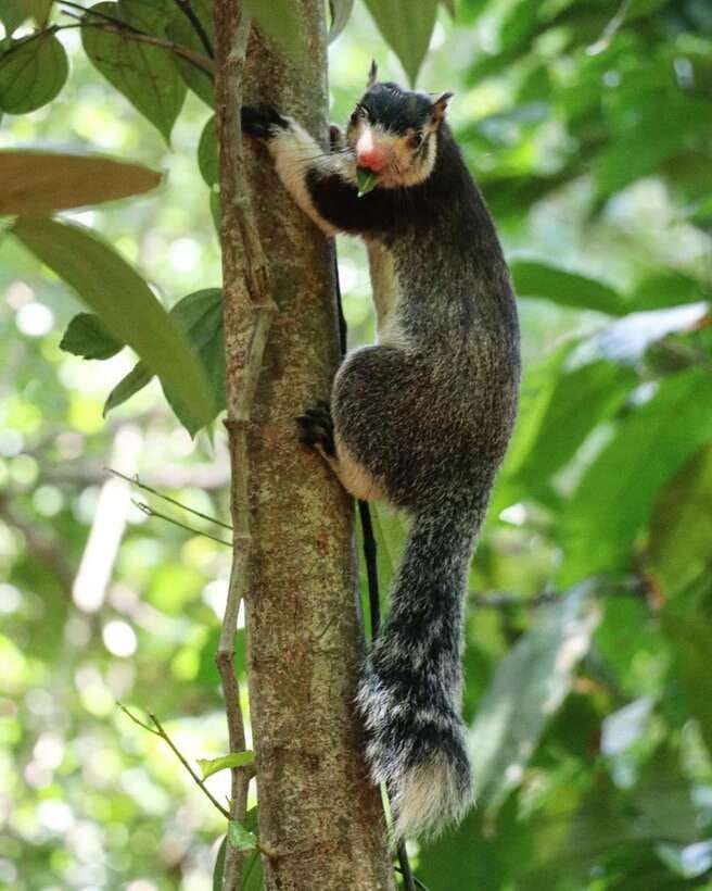 Kaudulla National Park Private Elephant & Wildlife Safari - What the four-hour safari feels like