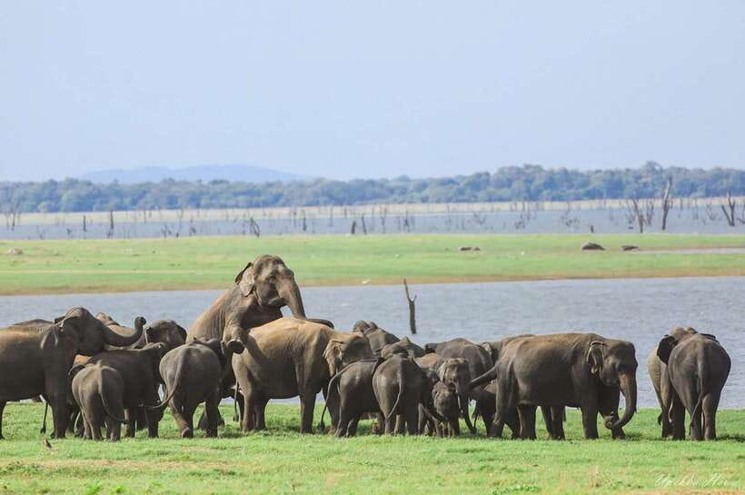 Kaudulla National Park Private Elephant & Wildlife Safari - Elephants first, then the smaller sightings
