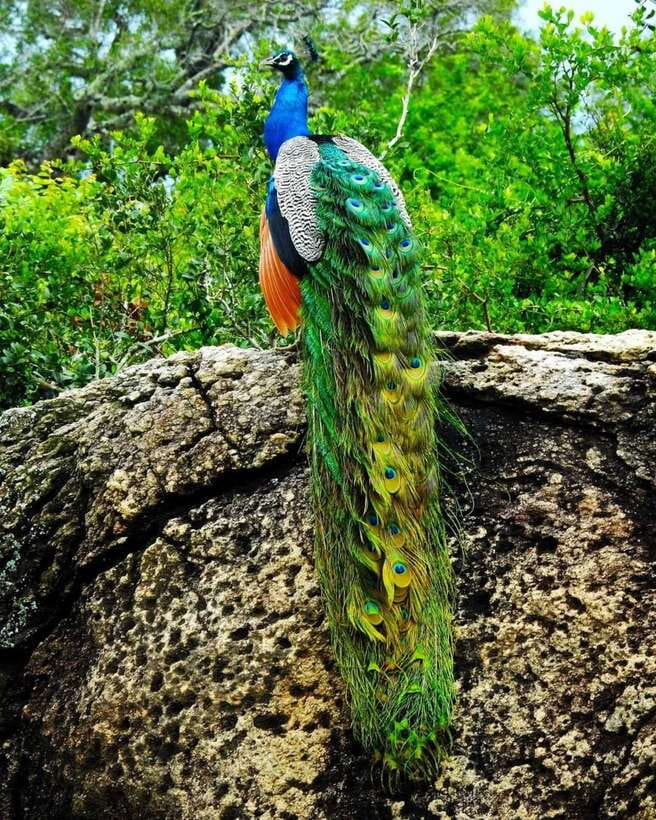 Kaudulla National Park Private Elephant & Wildlife Safari - What is not included, and why it matters