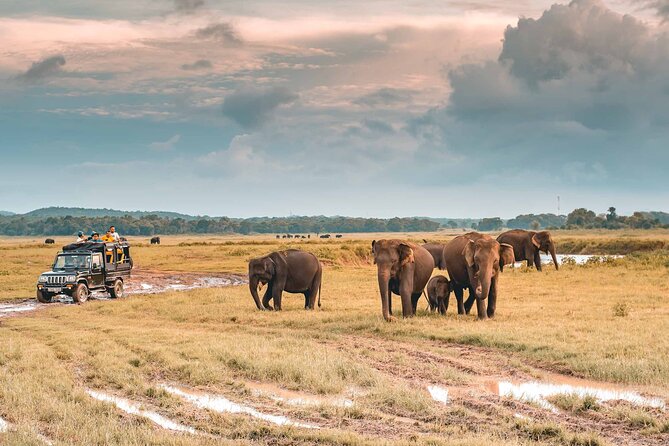 Kaudulla National Park Safari | Jeep with Tickets - What makes Kaudulla National Park worth visiting
