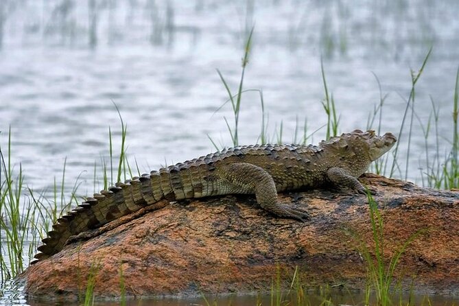 Kaudulla National Park Safari | Jeep with Tickets - Elephants, monkeys, crocodiles, and possible leopard sightings