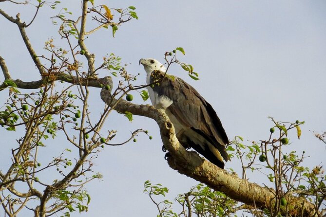 Kaudulla National Park Safari | Jeep with Tickets - Food, drinks, and the small comforts included