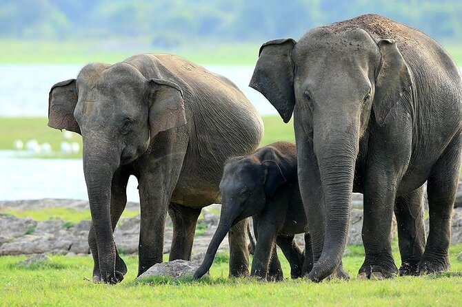 Kaudulla National Park Safari | Jeep with Tickets - The 2:30 pm start and what the afternoon feels like