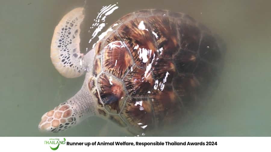 Khao Lak Eco-Safari: Elephants, Tsunami Museum, and Turtles - Key points to know before booking