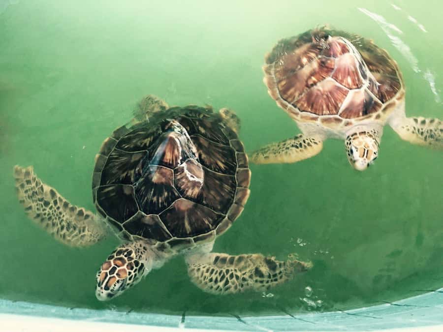 Khao Lak Eco-Safari: Elephants, Tsunami Museum, and Turtles - Who should book this Khao Lak outing?