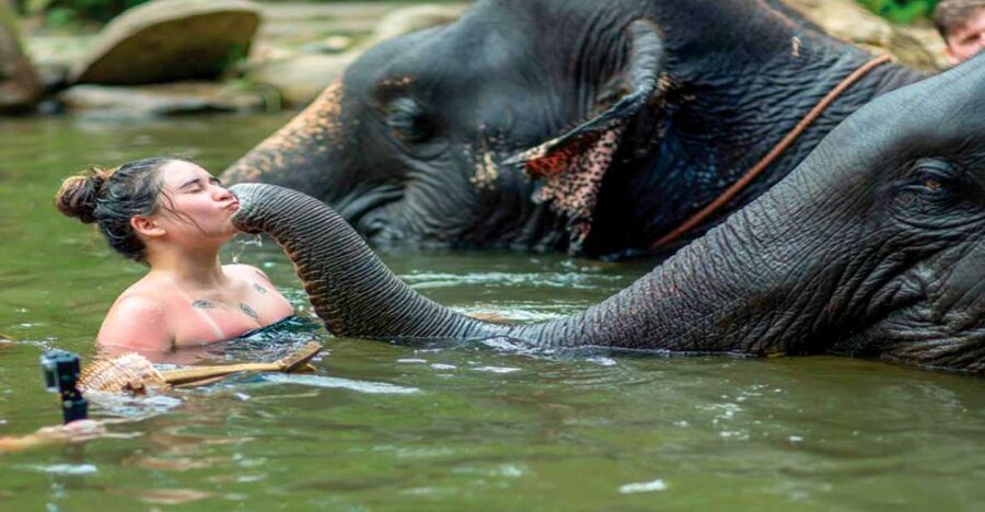 Khao Lak: Elephant Safari with Lunch - Key points at a glance