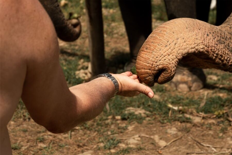 Khao Lak: Elephant Safari with Lunch - A waterfall break and Thai lunch