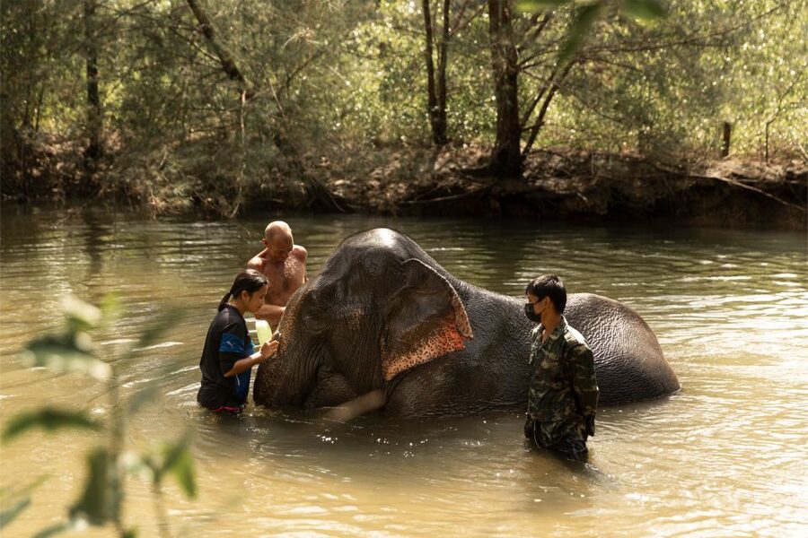 Khao Lak: Elephant Safari with Lunch - A small Buddhist temple visit
