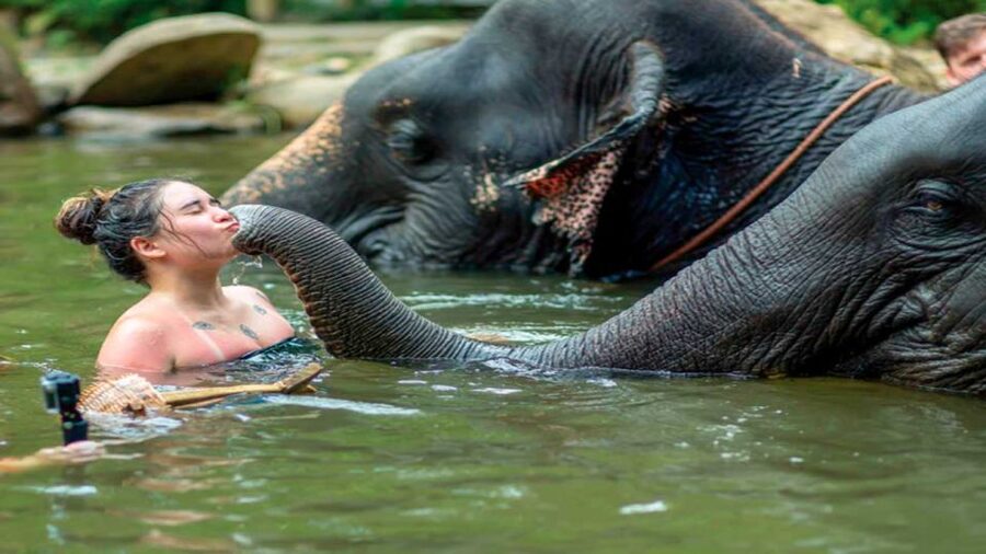 Khao Lak: Elephant Safari with Lunch - What $93 includes, and where the value lies