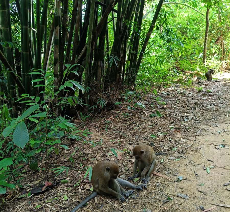 Khao Sok: Private Day Trekking, Jungle Dinner & Night Safari - The forest after dark