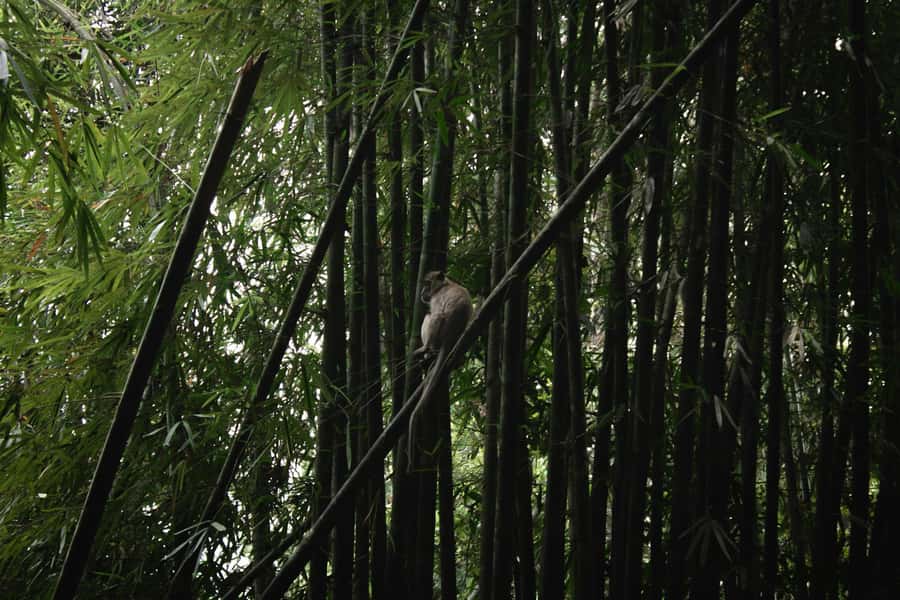 Khao Sok: Private Day Trekking, Jungle Dinner & Night Safari - What the guide adds to the experience