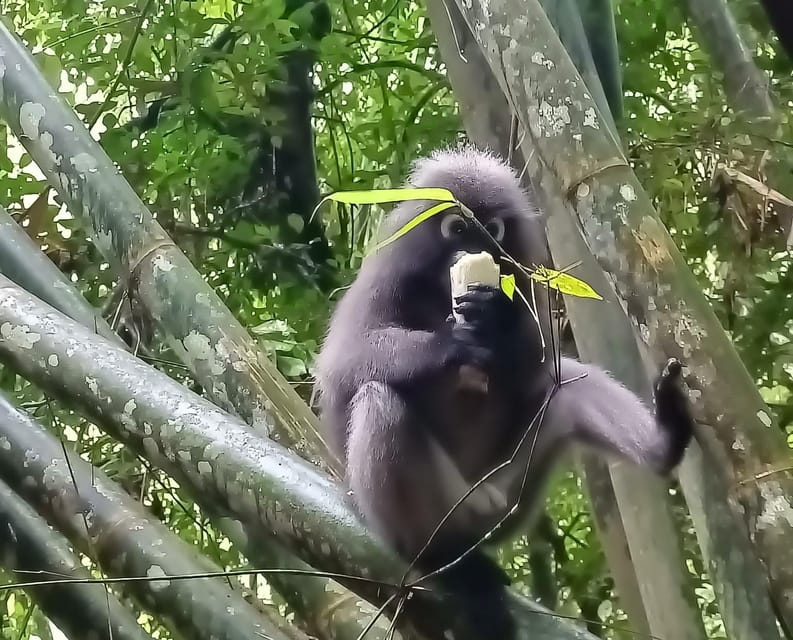 Khao Sok: Private Day Trekking, Jungle Dinner & Night Safari - Who should book this experience?
