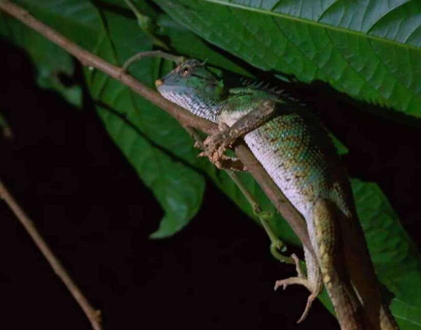 Khao Sok: Private Night Safari Adventure w/ Hotel Transfer - Key points to know before you go