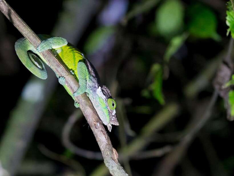 Khao Sok: Private Night Safari Adventure w/ Hotel Transfer - The first stretch: forest sounds and small movement