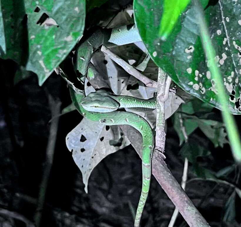 Khao Sok: Private Night Safari Adventure w/ Hotel Transfer - Snakes, spiders, and scorpions are the main event