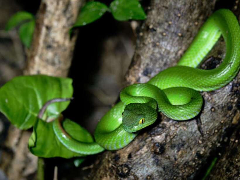 Khao Sok: Private Night Safari Adventure w/ Hotel Transfer - Why the guides make the biggest difference