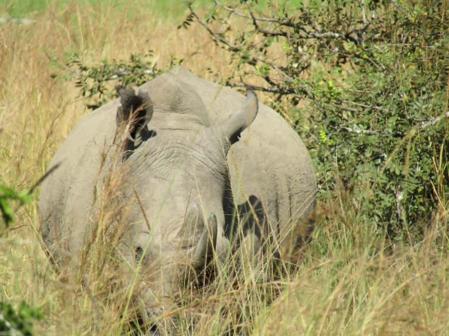 Kigali: Full-Day Akagera Safari + Optional Boat Ride - Why Akagera works as a Kigali day trip