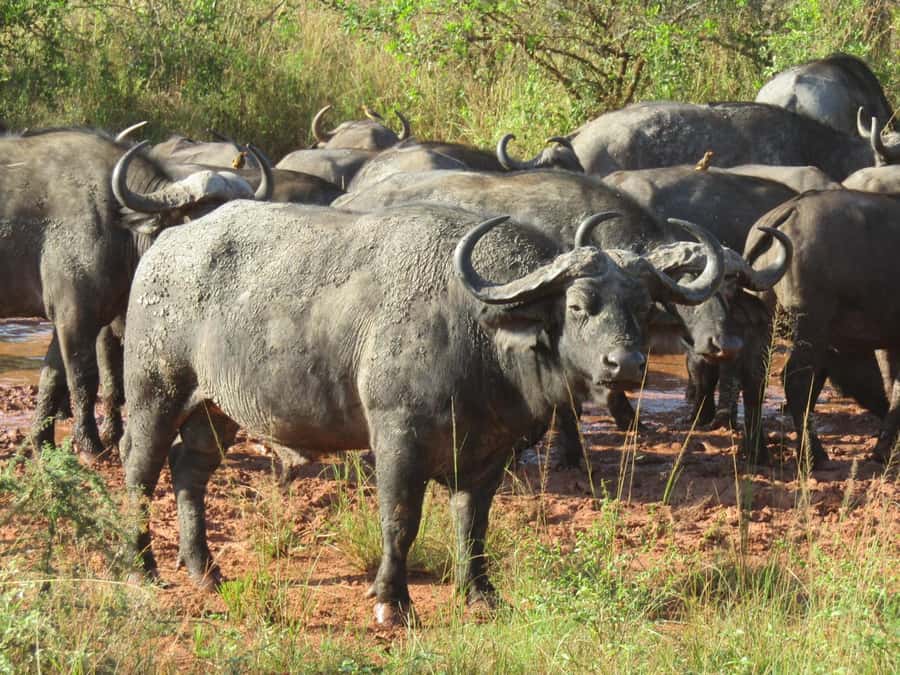 Kigali: Full-Day Akagera Safari + Optional Boat Ride - What the $200 price really covers