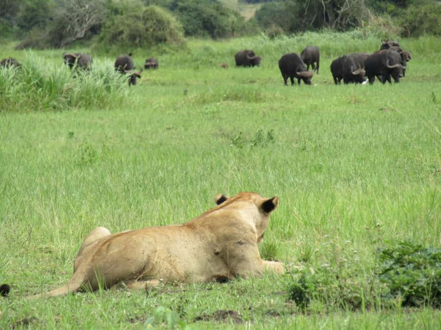 Kigali: Full-Day Akagera Safari + Optional Boat Ride - Guides are the main reason this tour earns strong marks