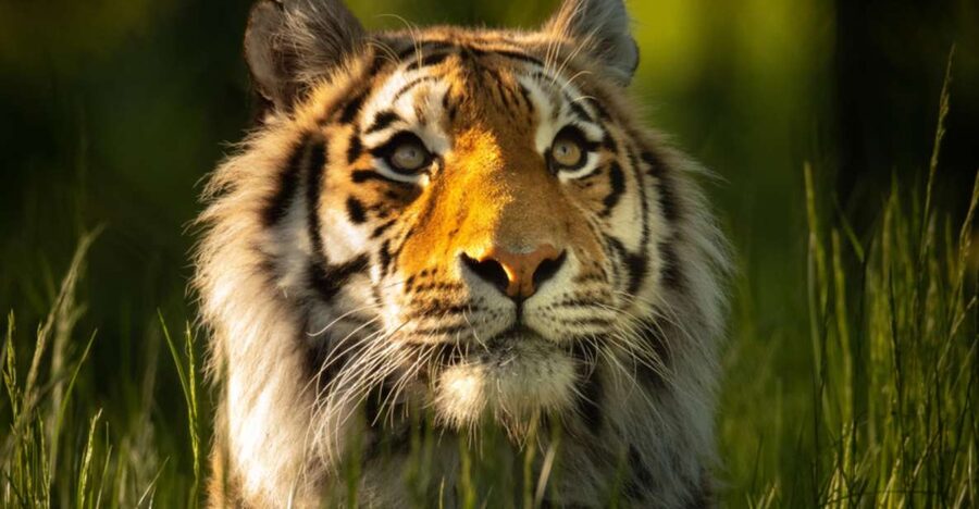 Knowsley: Safari Entry Tickets - Starting with a 550-acre self-drive safari