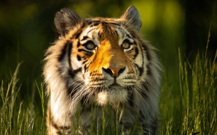 Knowsley: Safari Entry Tickets - What you can see from the car