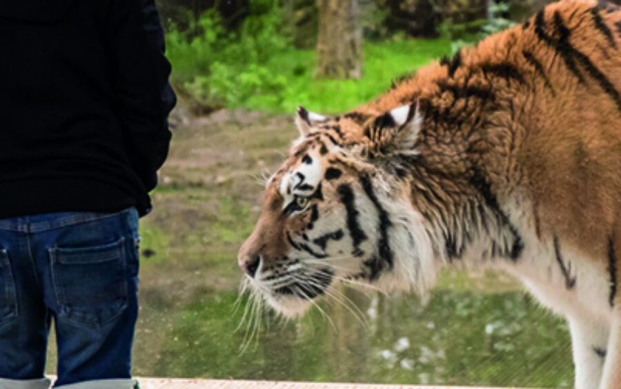 Knowsley: Safari Entry Tickets - A peaceful walk around the lake