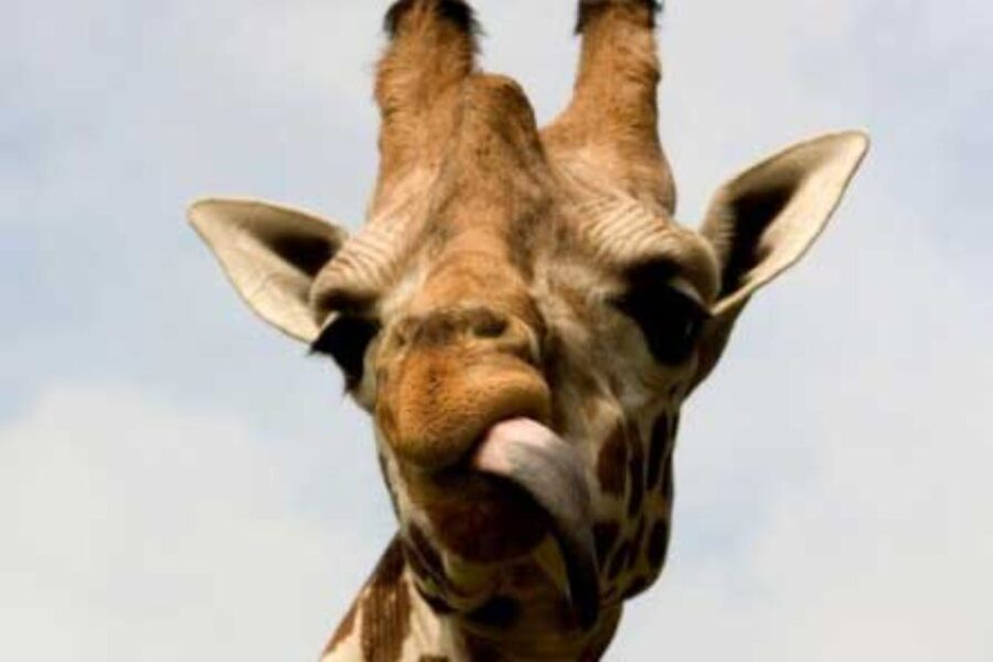 Knowsley: Safari Entry Tickets - Who gets the most from this safari?