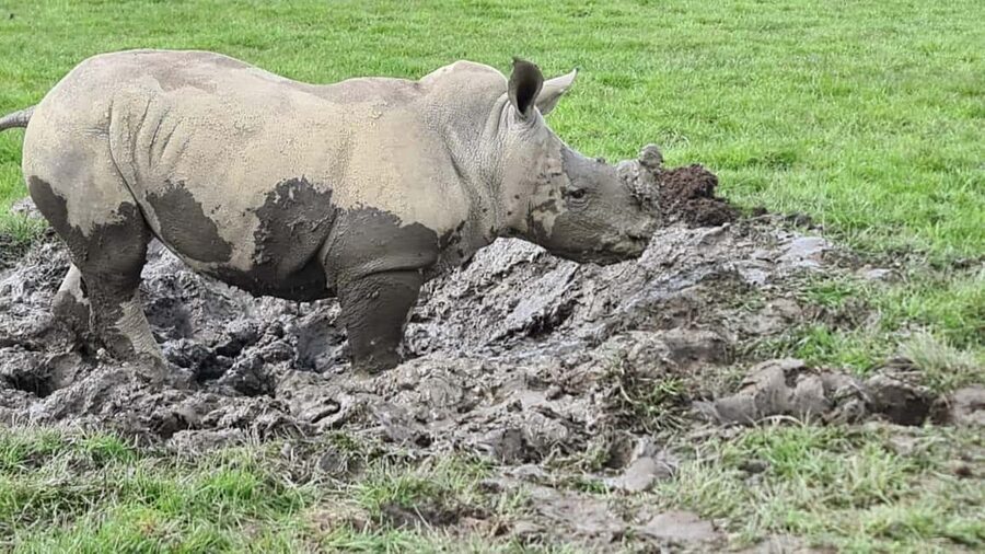Knowsley: Safari Entry Tickets - The lion and baboon enclosures require care