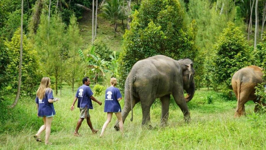 Koh Samui: 4x4 Sightseeing Safari & Elephant Sanctuary Tour - The golden Buddha at Wat Teepangkorn