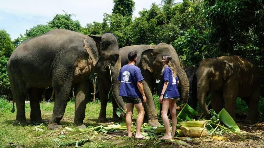Koh Samui: 4x4 Sightseeing Safari & Elephant Sanctuary Tour - Pickup times and the seven-hour route