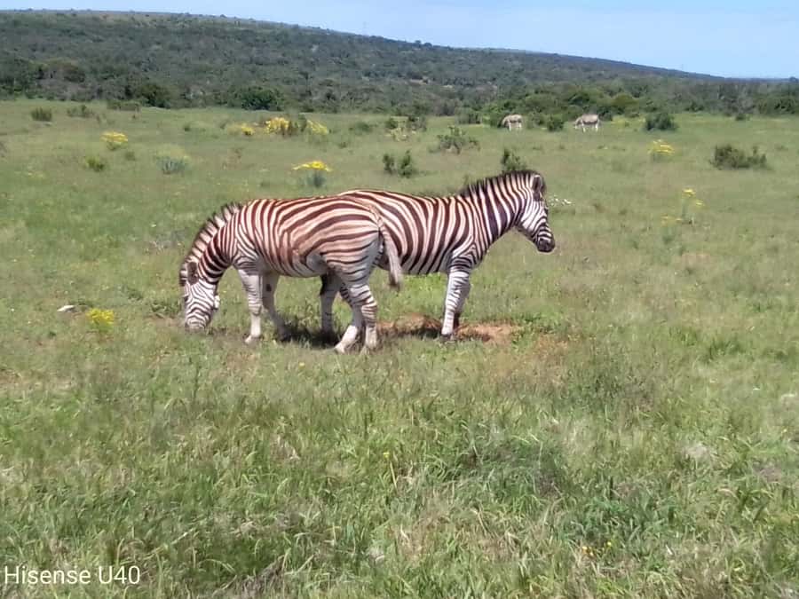 Kragga Kamma Safaris And Shore Excursions - Key points to know before you book