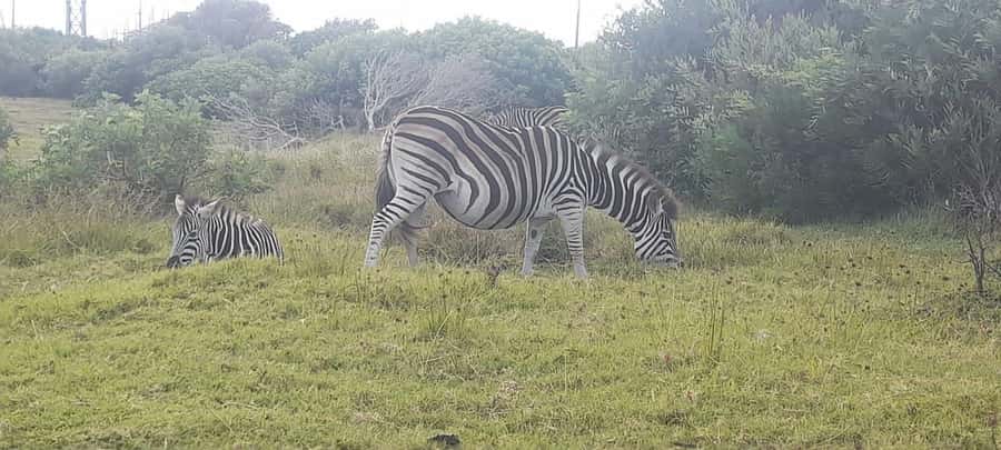 Kragga Kamma Safaris And Shore Excursions - Why Kragga Kamma works well from Port Elizabeth