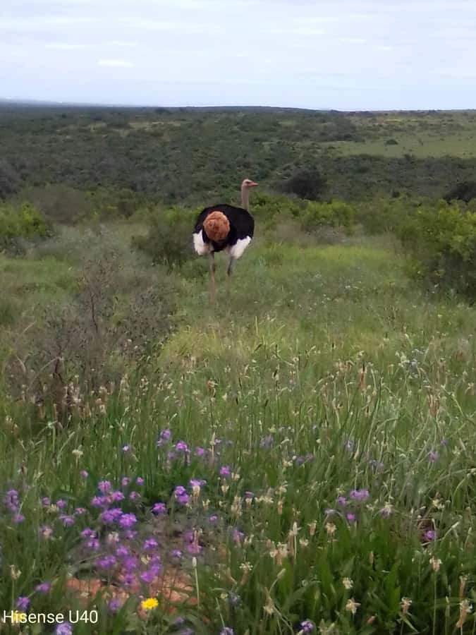 Kragga Kamma Safaris And Shore Excursions - The park’s compact size is both strength and limit