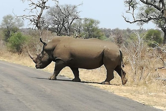 Kruger National Park. 3 Days Best Ever Safari from Cape Town - Tembo Guest Lodge and What Is Included